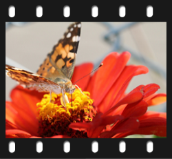 Makroroter Schmetterling wo bist du?